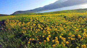 کوهنوردی پیمایشی مرکز قلب و عروق شهید رجایی دریاچه نئور به سوباتان-ویژه آقایان: عکس شماره 3 / 9